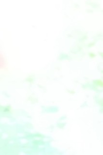 高度4厘米红豆杉小苗