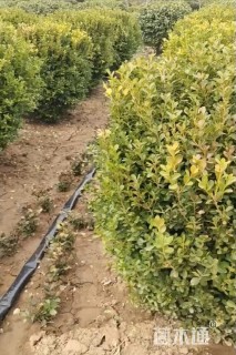 冠幅100厘米瓜子黄杨球