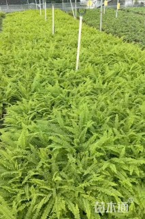 高度30厘米波斯顿蕨