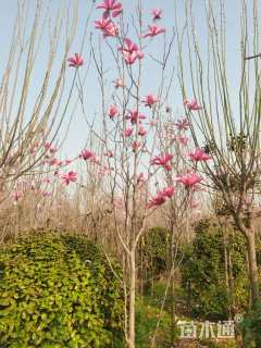 5公分红花玉兰