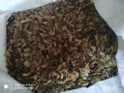 高度10厘米鸡爪槭小苗
