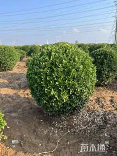 冠幅200厘米大叶黄杨球