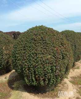 冠幅150厘米月季花球