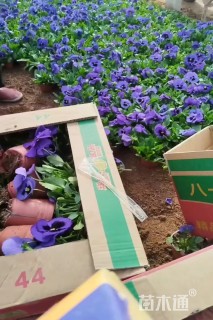 高度20厘米三色堇