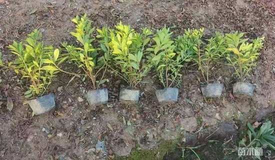 高度30厘米大叶栀子