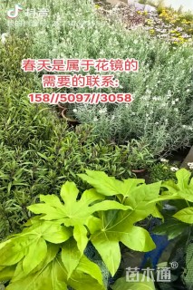高度10厘米玉簪