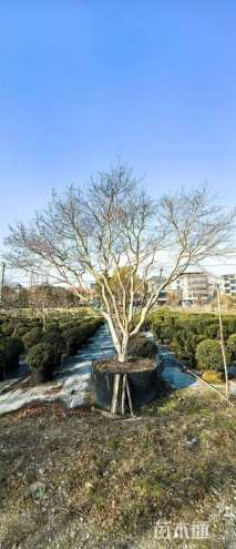 15公分日本红枫