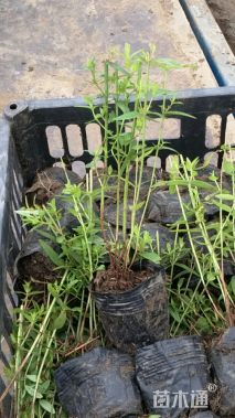 高度20厘米千屈菜