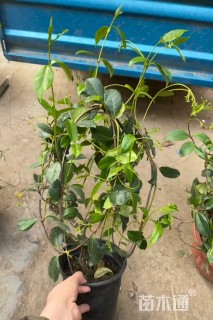 50厘米风车茉莉