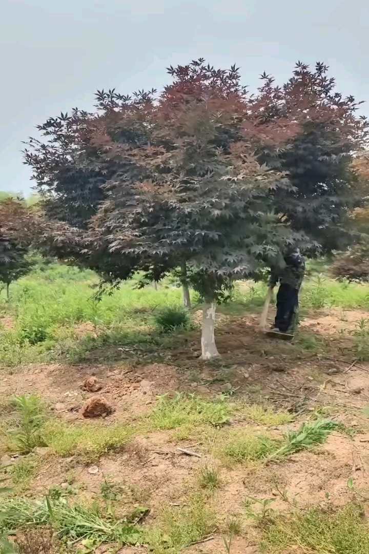 18公分红枫