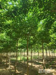 8公分金叶复叶槭