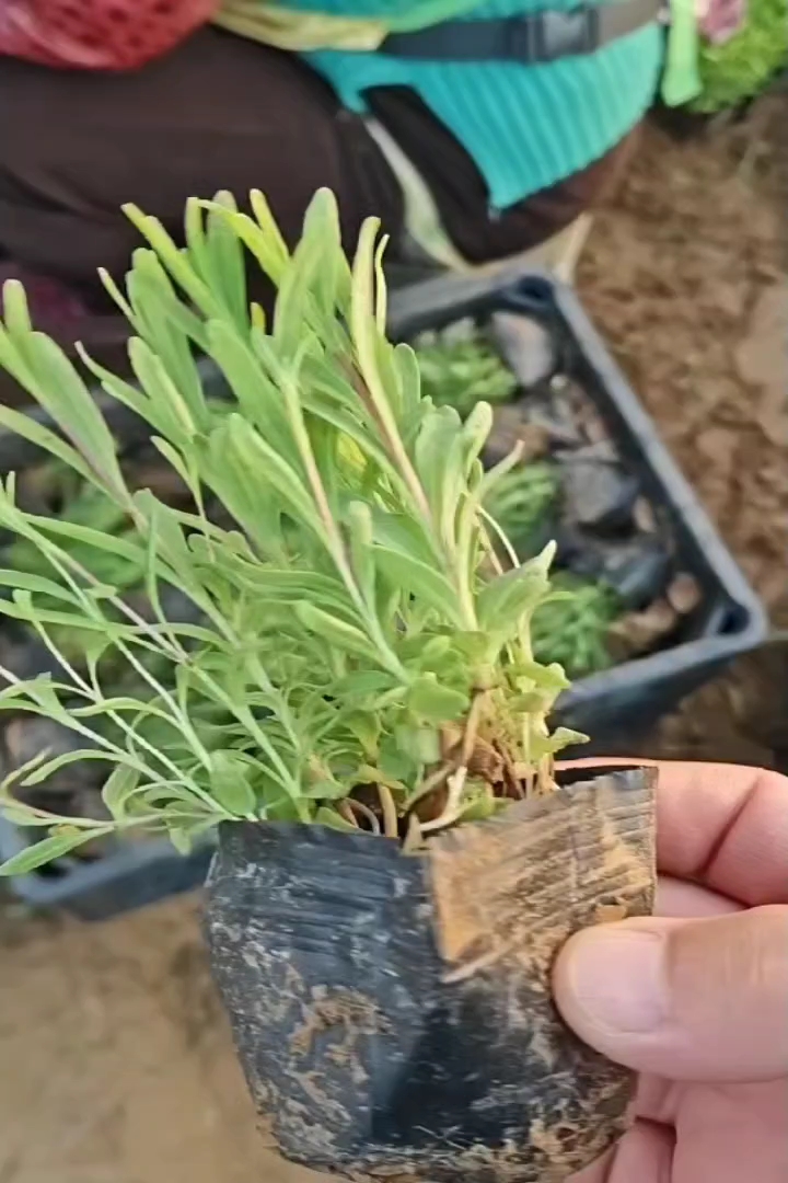 高度10厘米薰衣草