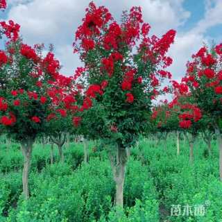 高度180厘米红花紫薇