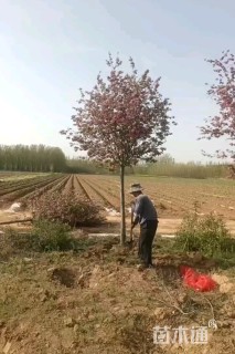 7公分绚丽海棠