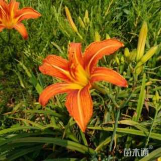 高度30厘米大花萱草