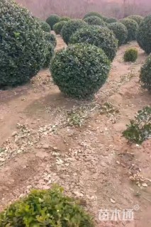 冠幅100厘米大叶黄杨球