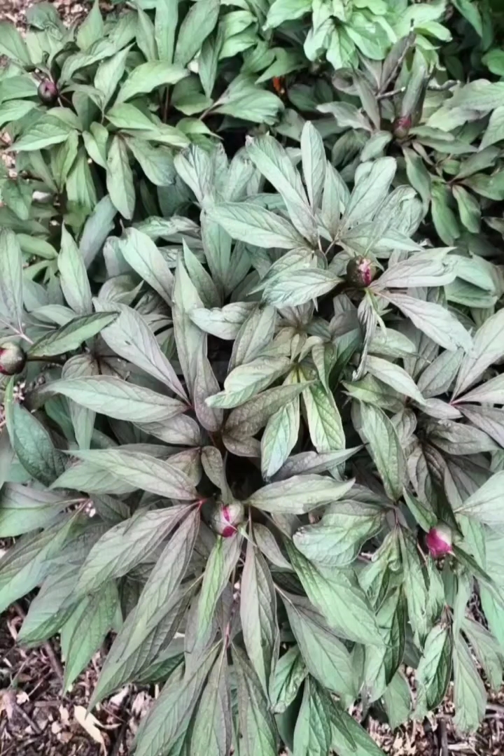 高度35厘米芍药