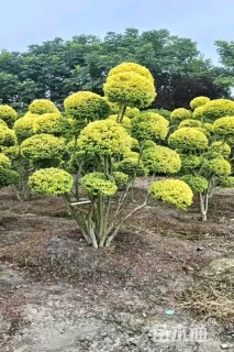 12公分造型亮晶女贞