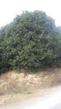 30公分桂花