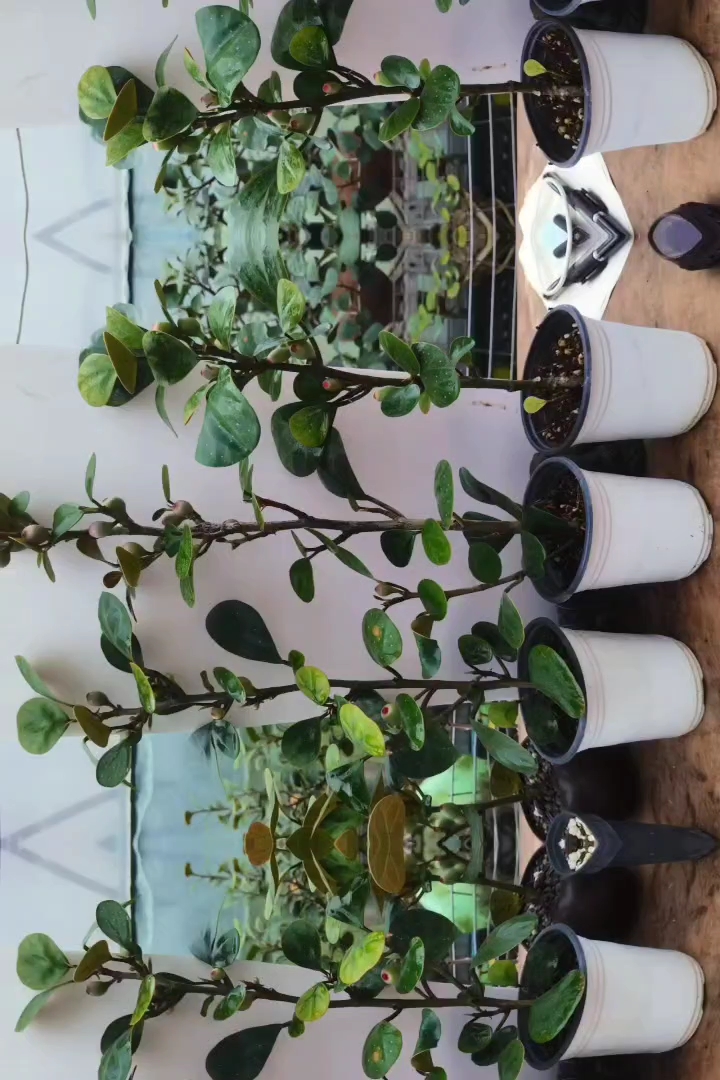 0.05公分菩提树