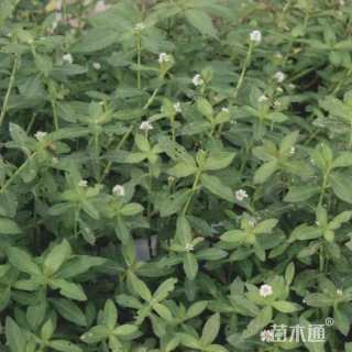 高度35厘米莲子草