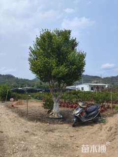 高度350厘米广东含笑