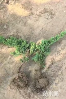 高度40厘米铺地柏