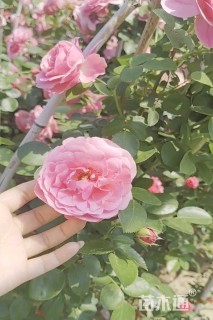 高度180厘米月季