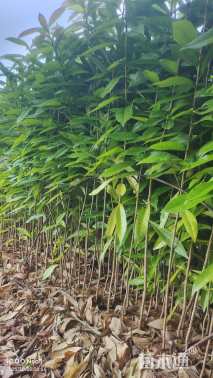 高度30厘米木荷小苗