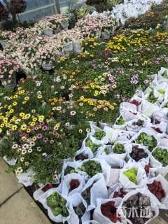 花境植物