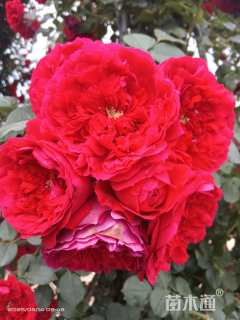 高度35厘米玫瑰