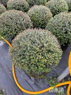 高度80厘米小丑火棘球