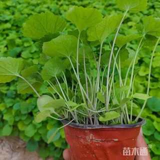 高度30厘米二月兰