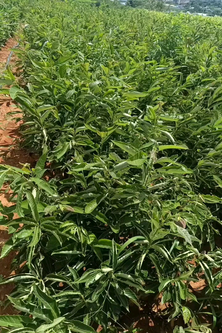 高度40厘米板栗