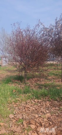 12公分王族海棠