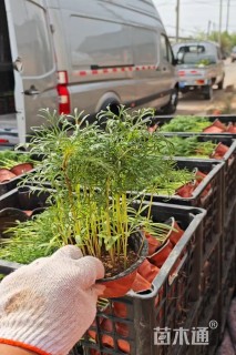 高度15厘米波斯菊