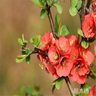 高度50厘米贴梗海棠