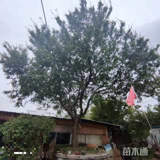 40公分榔榆