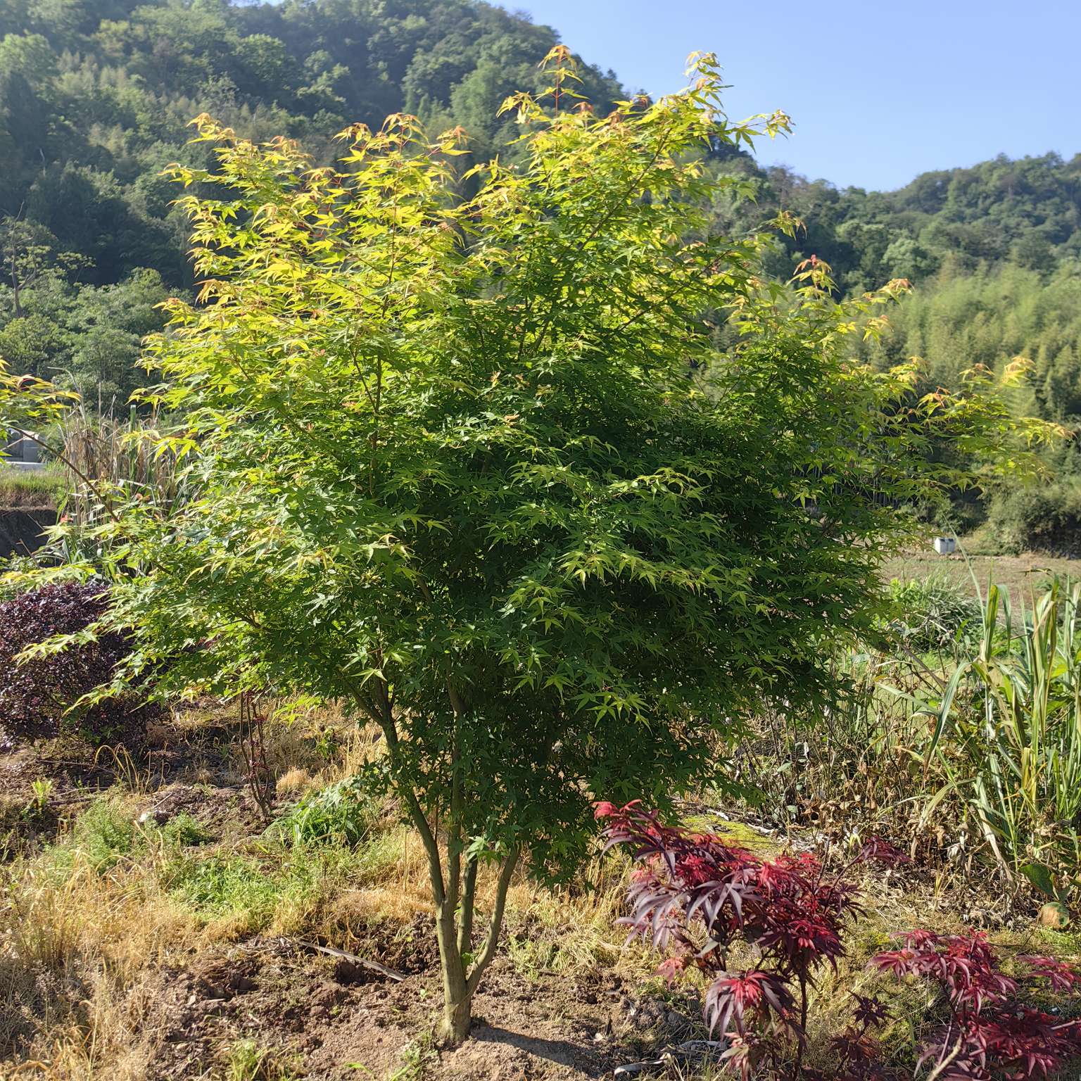 5公分黄金枫
