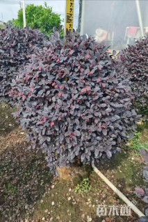 冠幅80厘米红花继木球