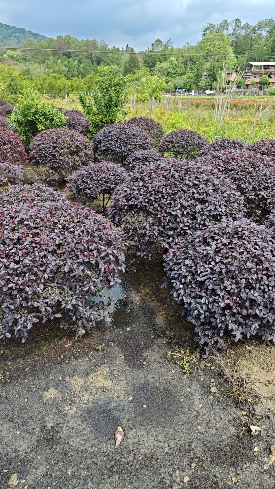 冠幅80厘米红花继木球