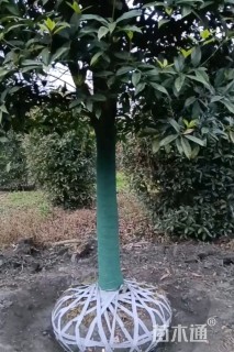 15公分樱花