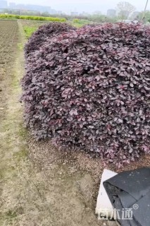 冠幅150厘米红花继木球