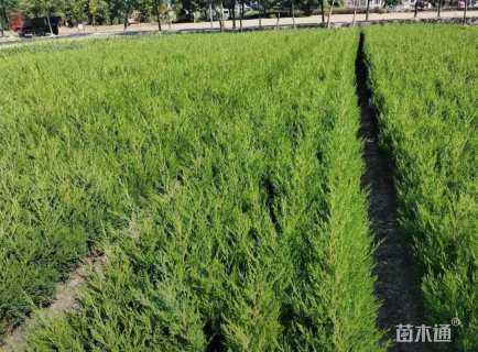 高度45厘米蜀桧