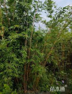 地栽苗琴丝竹