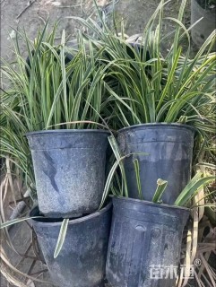 高度35厘米金边阔叶麦冬