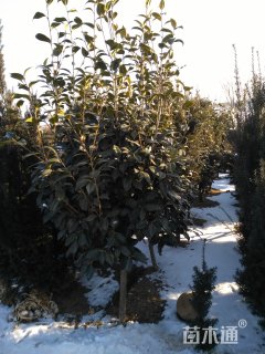50公分红豆杉