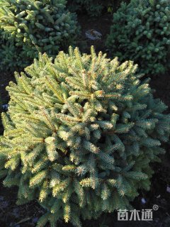 高度100厘米云杉