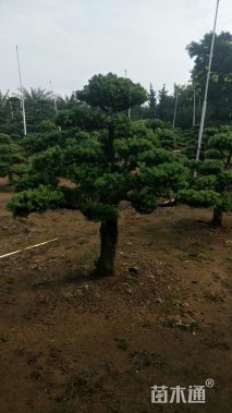 贵妃罗汉果盆景桩