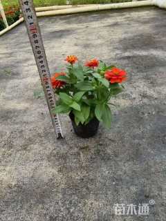 高度15厘米百日草